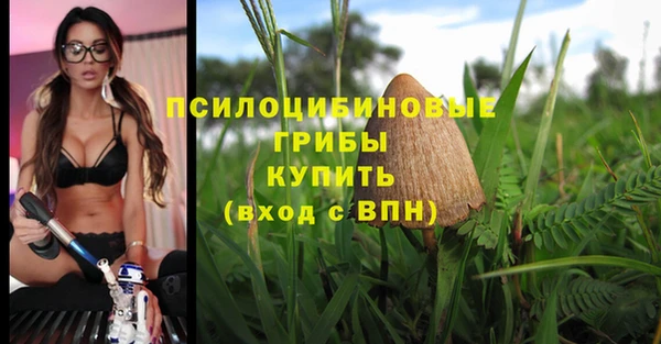 сатива Беломорск